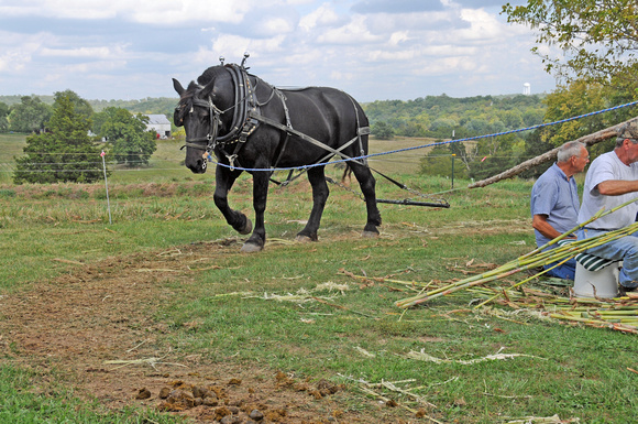 producing one gallon of sorghum molasses for every ten gallons of juice