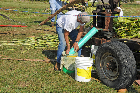 and collected in a large bucket