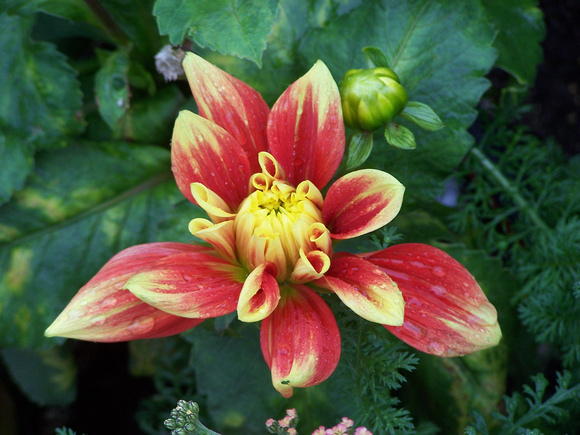 Flowers in city park in Anchorage